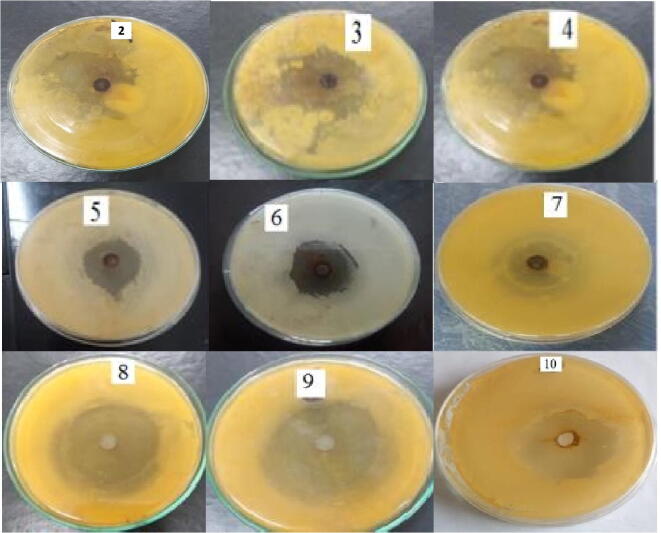 Fig. 7