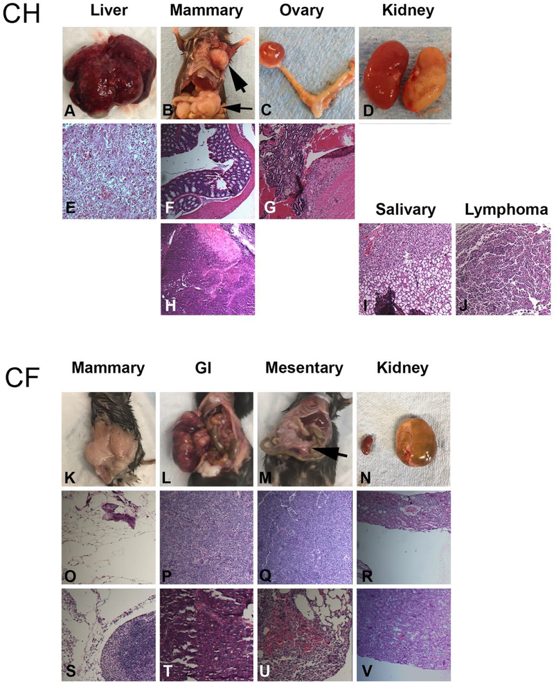 Figure 4: