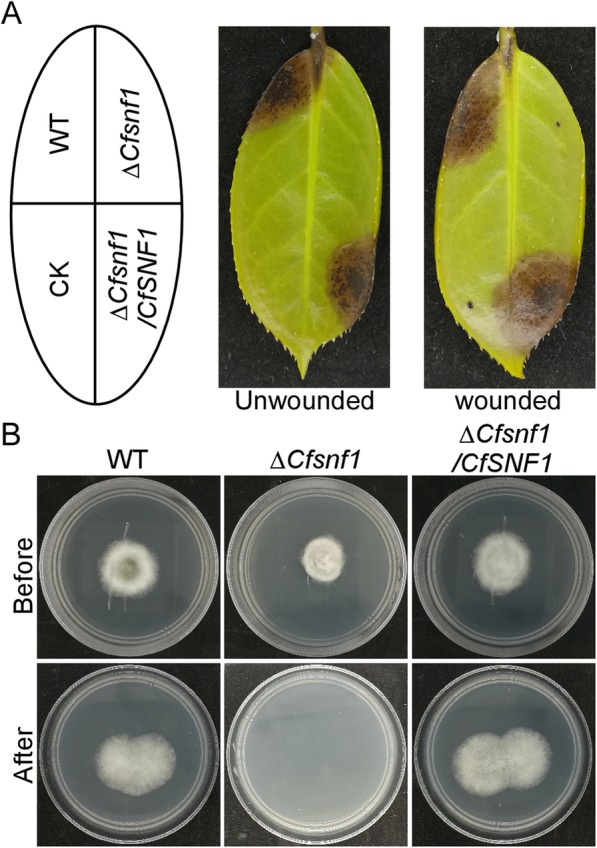 Fig. 4