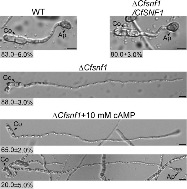 Fig. 8