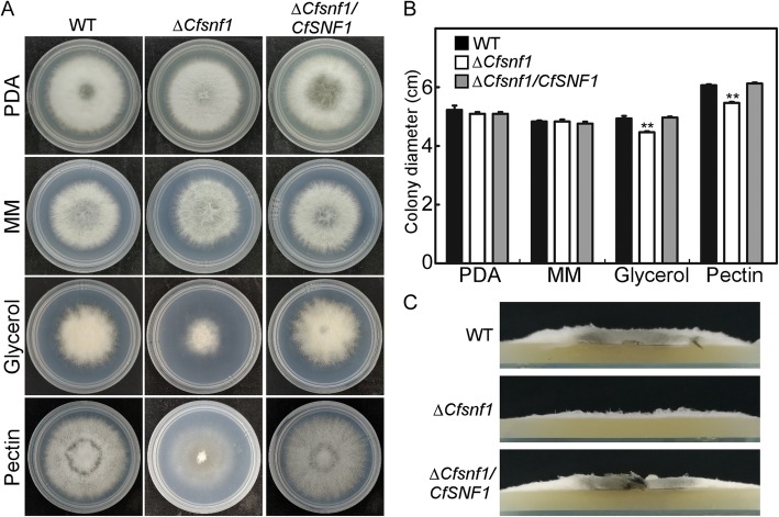 Fig. 2