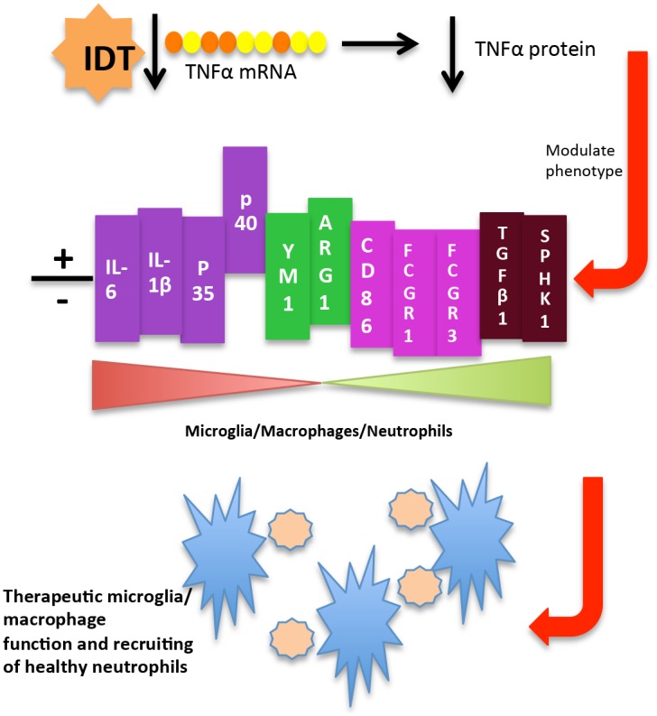 Fig 12