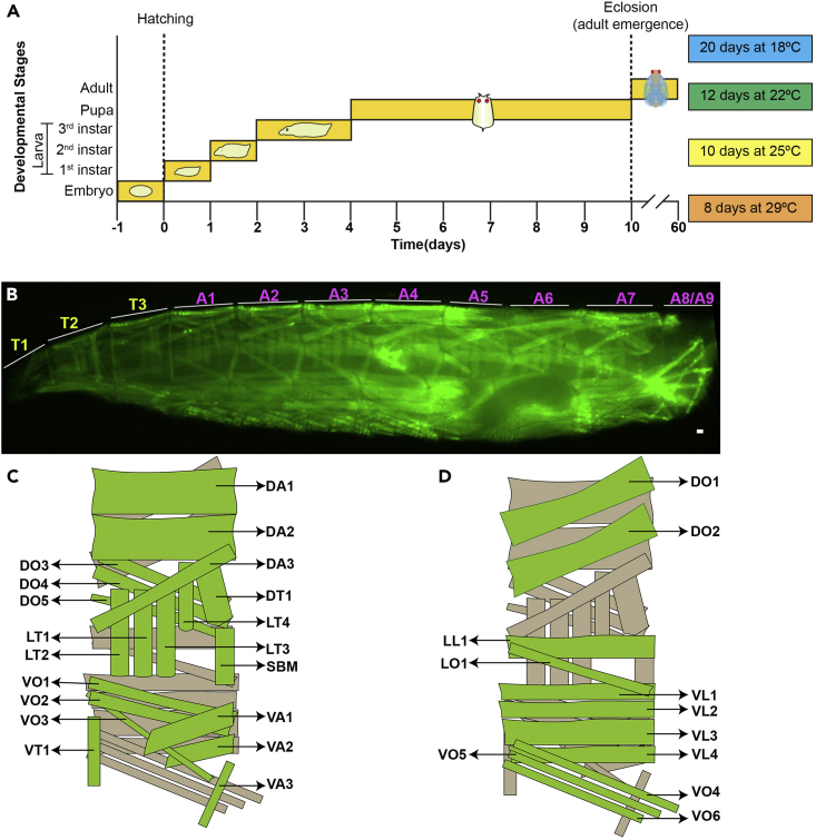 Figure 4