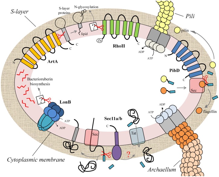 FIGURE 1