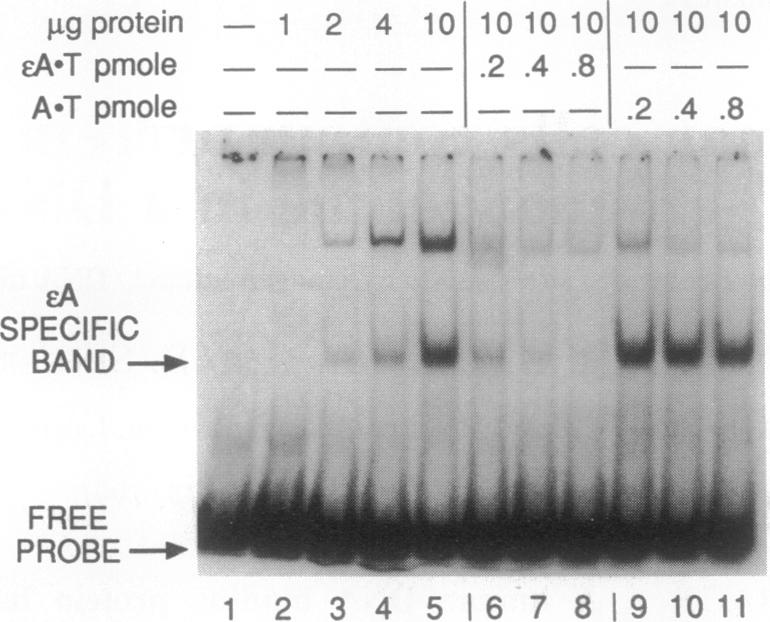 graphic file with name pnas01065-0462-a.jpg