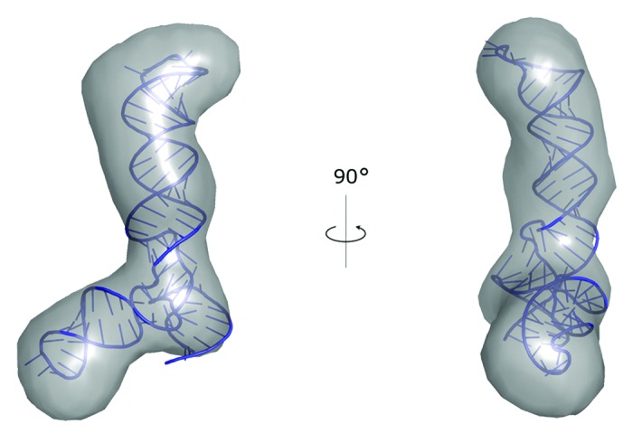 graphic file with name rna-11-522-g2.jpg