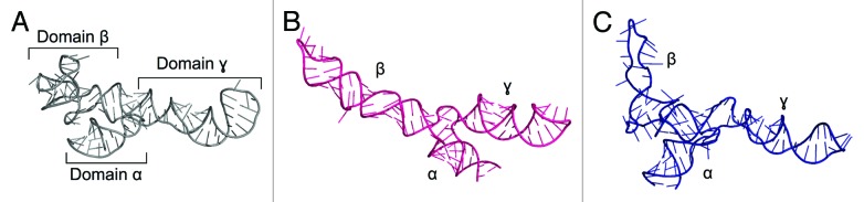 graphic file with name rna-11-522-g1.jpg