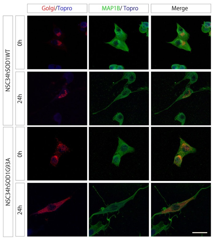 FIGURE 3