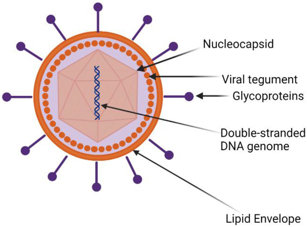 Figure 1: