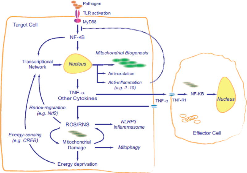 Graphical abstract