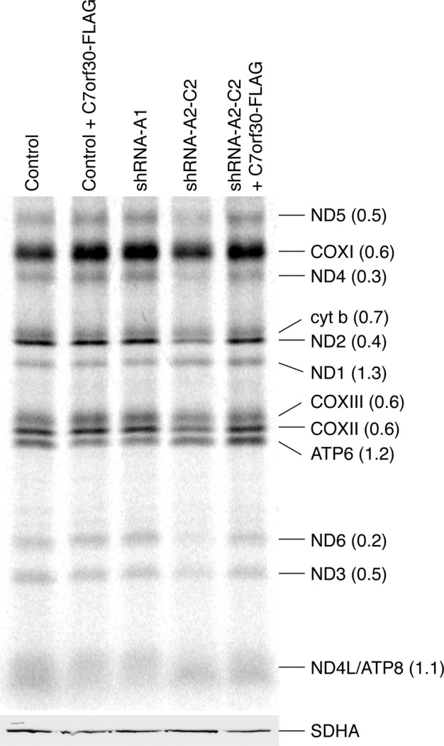 FIGURE 2: