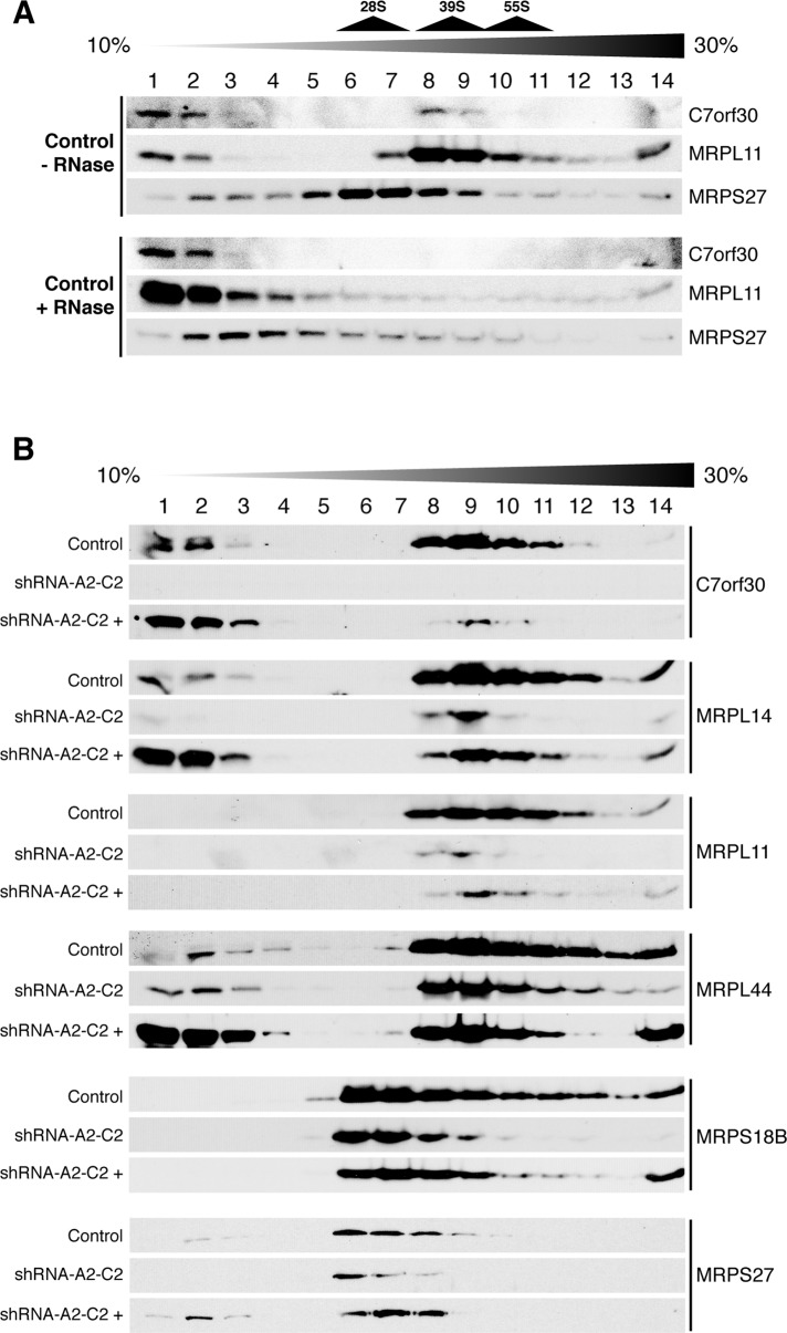 FIGURE 3: