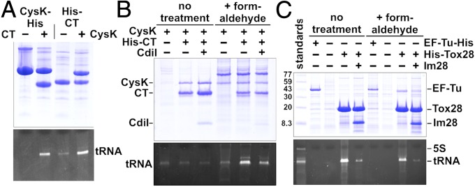 Fig. 6.