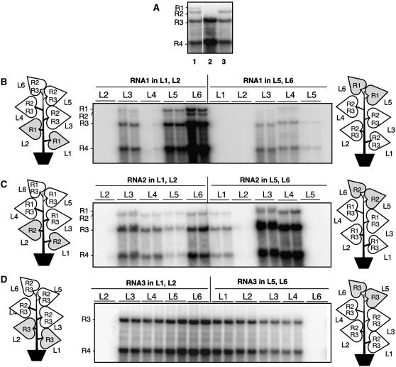 Figure 6.