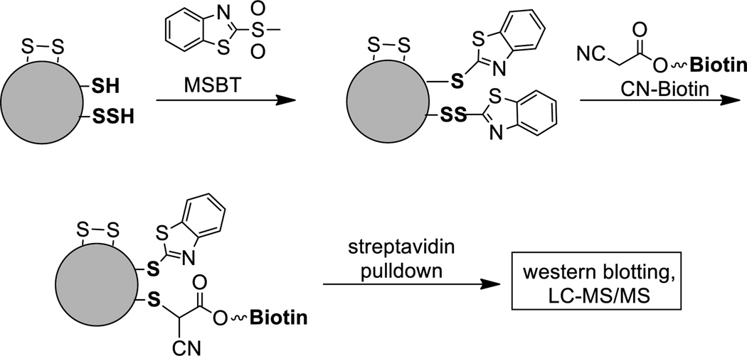 Scheme 18