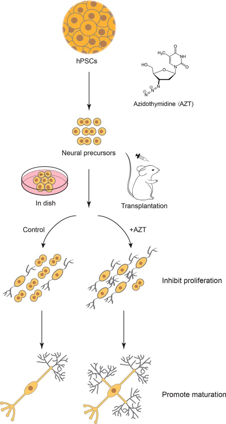 Figure 6.