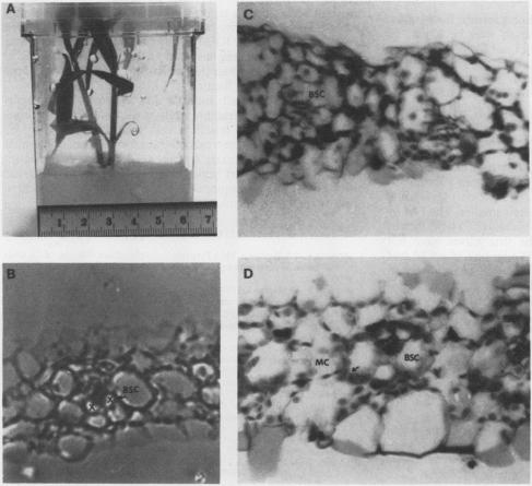 Fig. 12