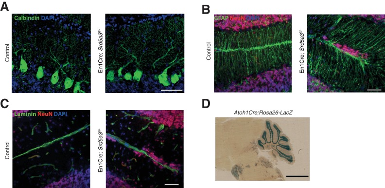 Figure 2—figure supplement 2.