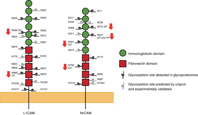 Figure 5—figure supplement 1.