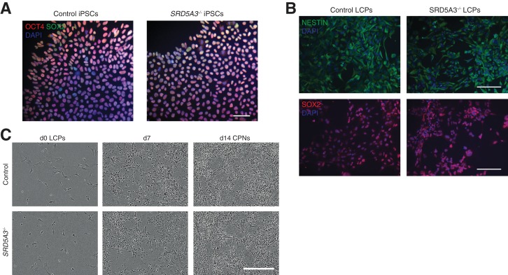 Figure 5—figure supplement 2.