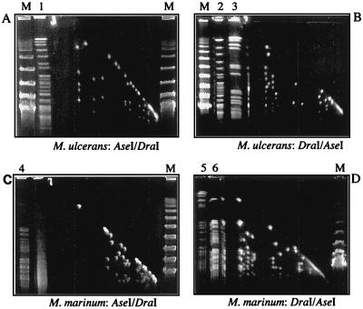 FIG. 5