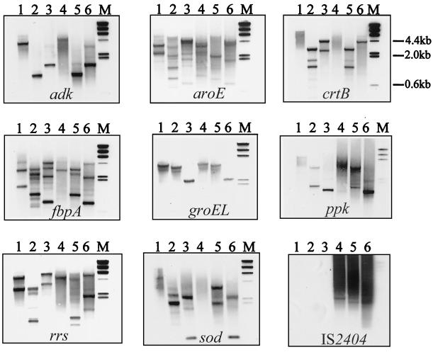 FIG. 6