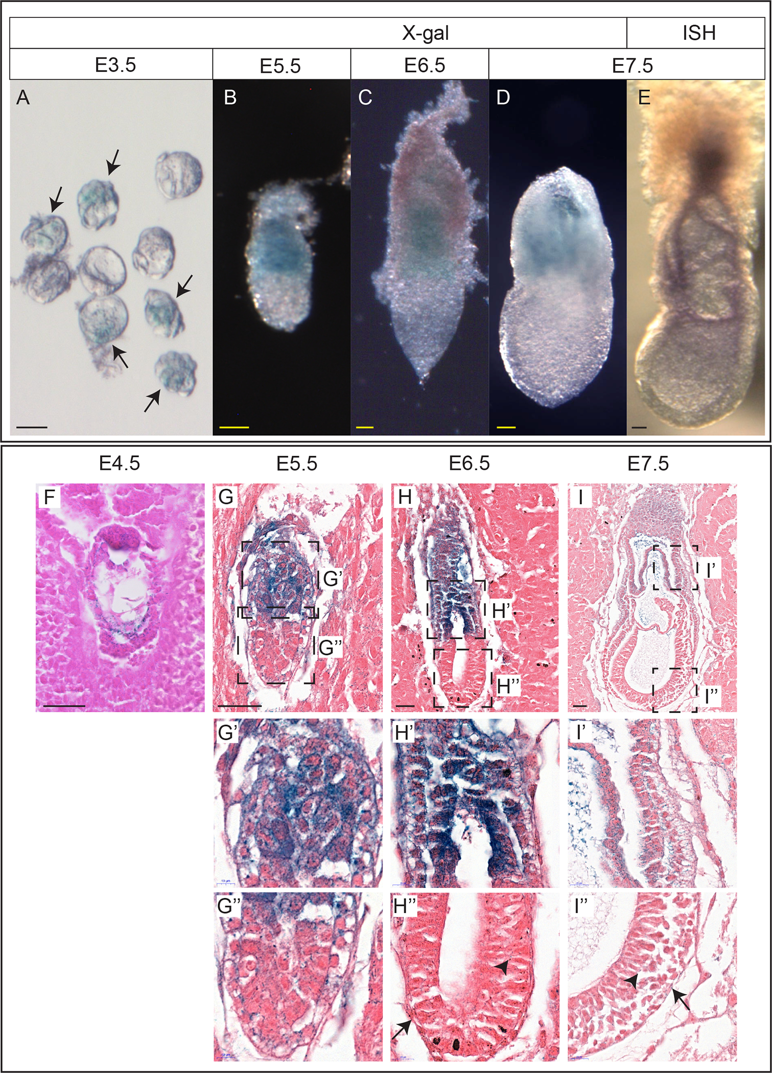 Figure 1: