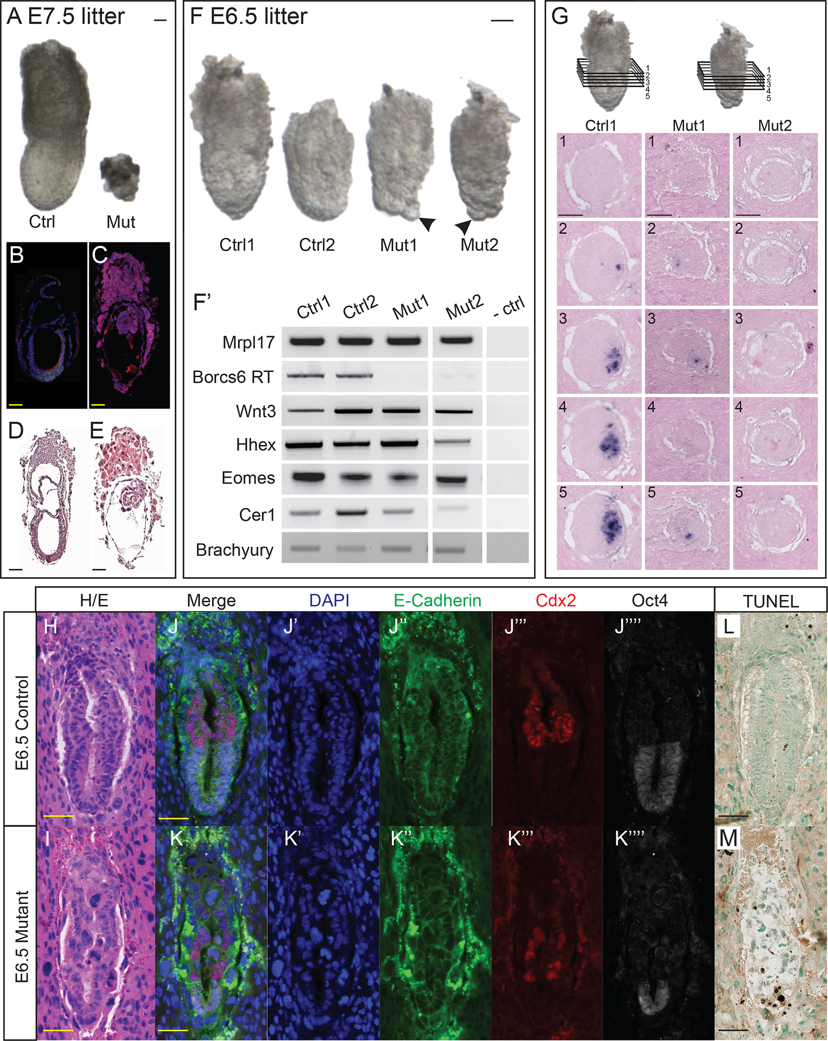 Figure 2: