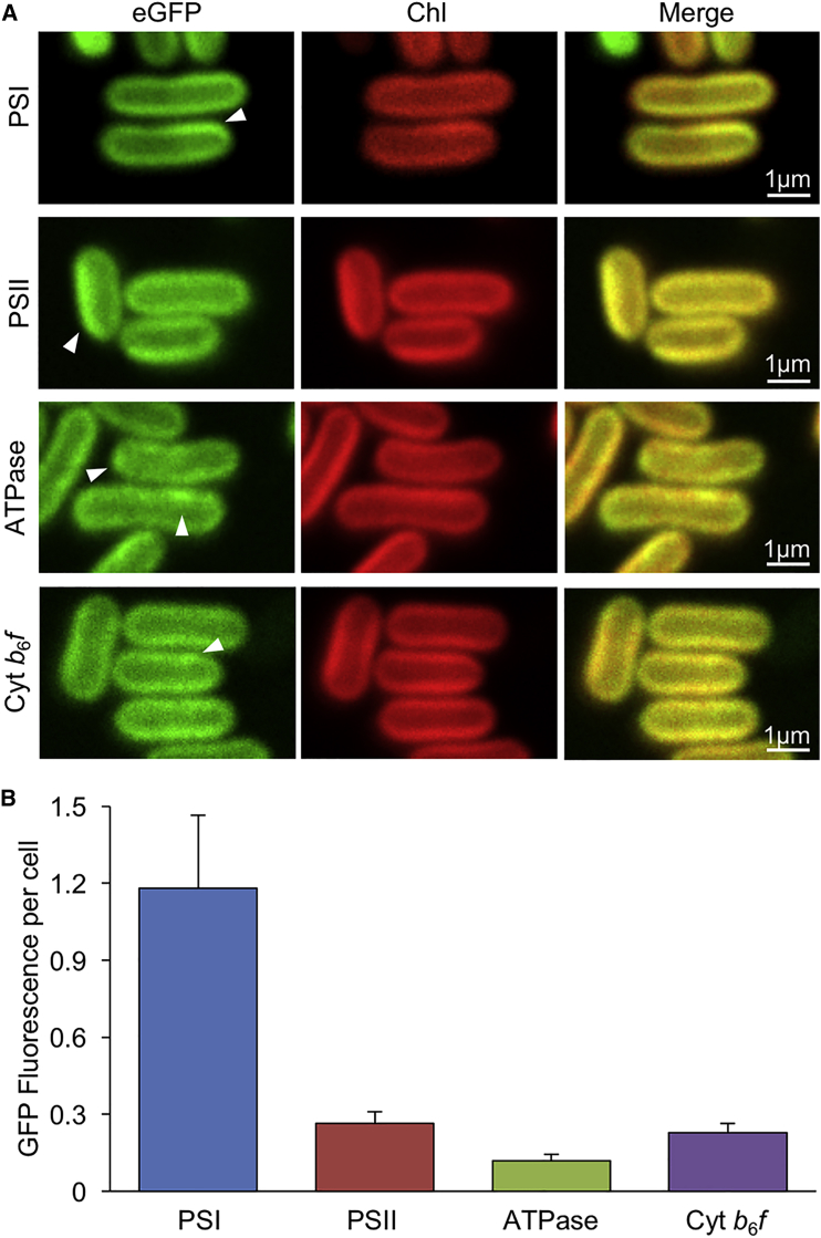 Figure 3