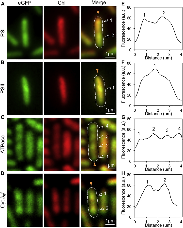 Figure 2