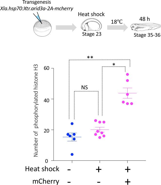 Figure 5—figure supplement 3.