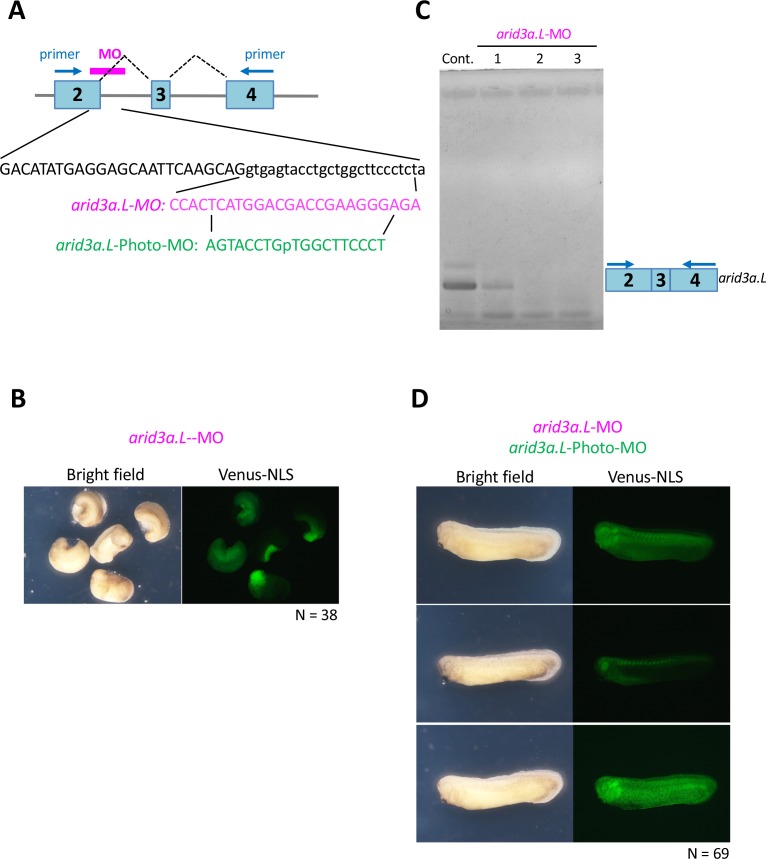 Figure 6—figure supplement 1.