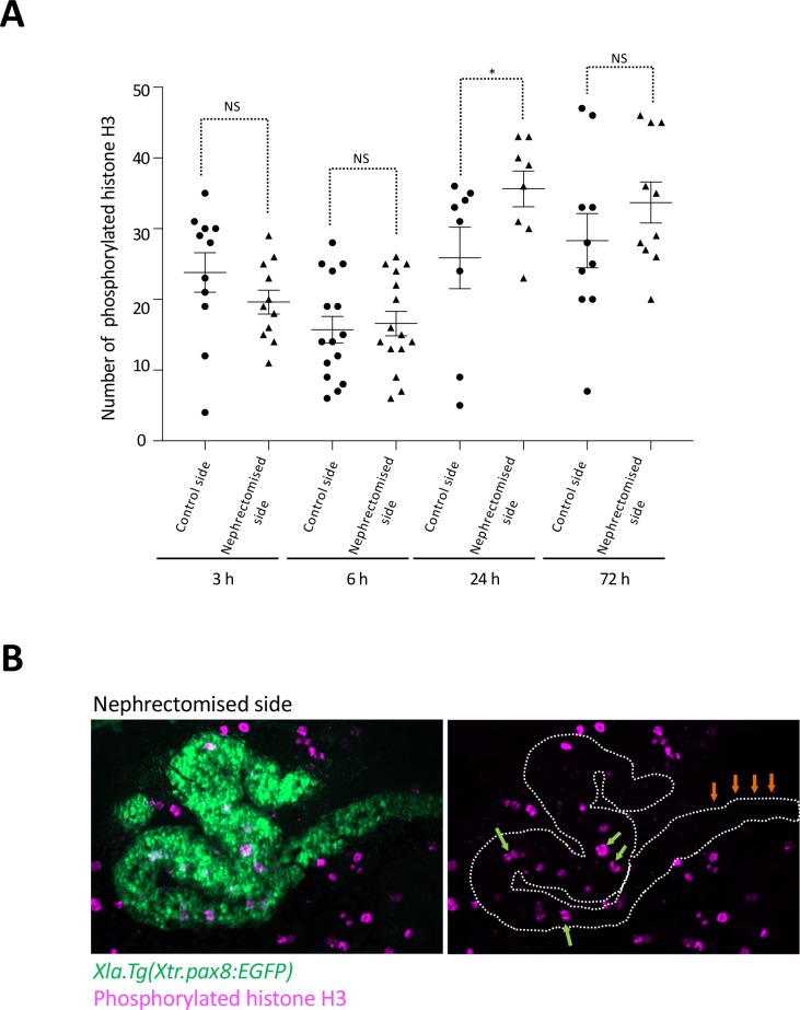 Figure 5—figure supplement 1.