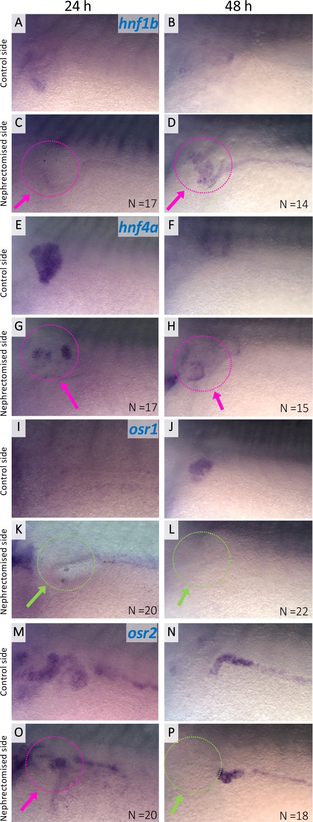 Figure 2—figure supplement 1.