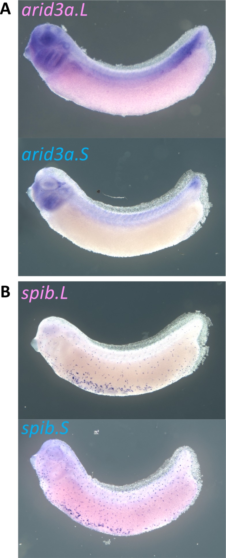 Figure 4—figure supplement 2.