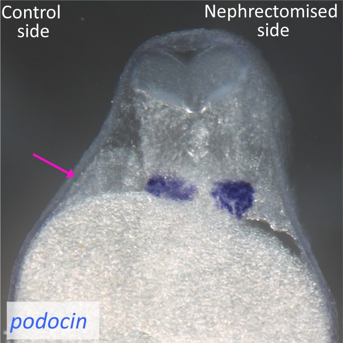 Figure 1—figure supplement 1.