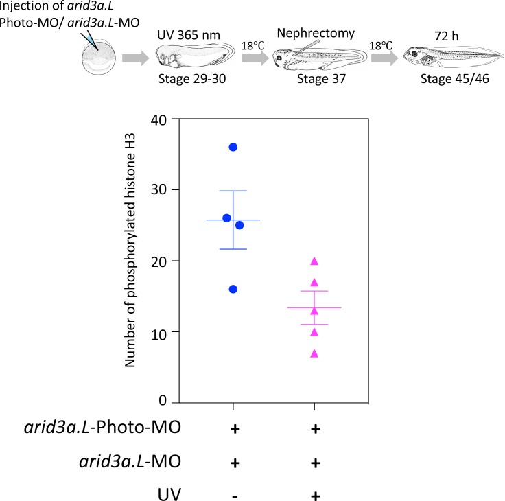 Figure 6—figure supplement 2.