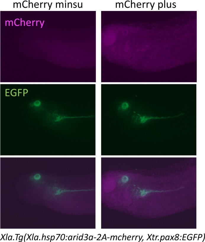 Figure 5—figure supplement 2.