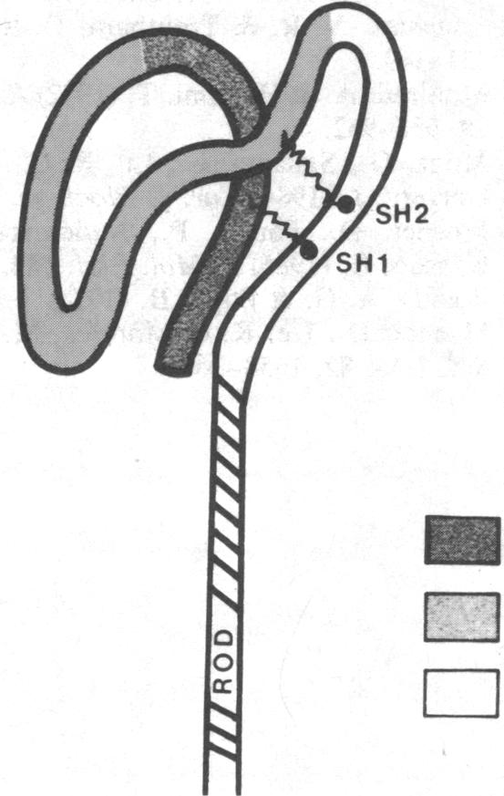 graphic file with name pnas00321-0171-a.jpg