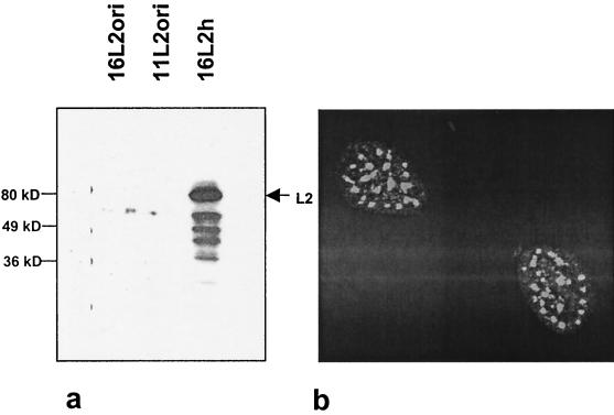 FIG. 5