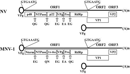 FIG. 2.