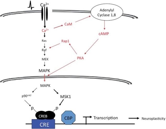 Figure 2.