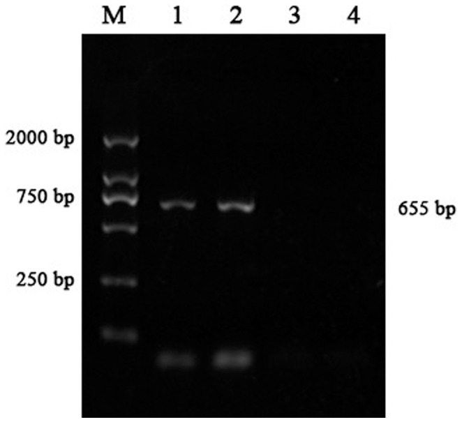 Figure 5