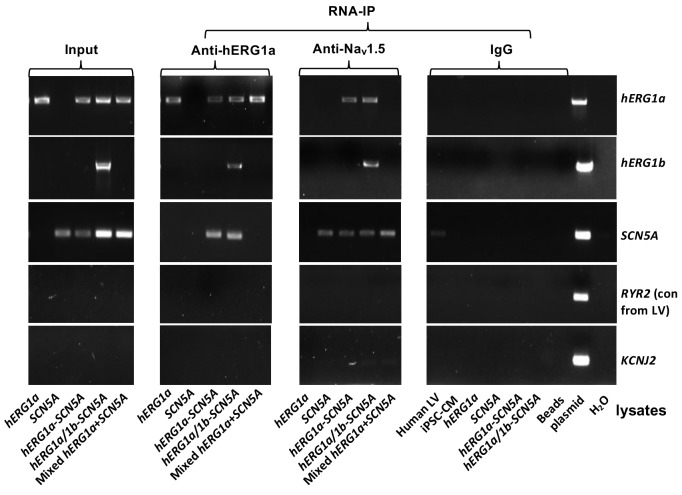 Figure 1—figure supplement 1.