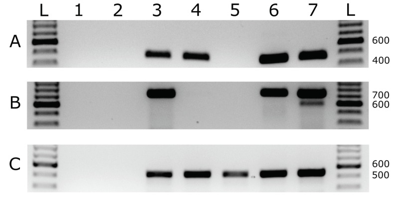 Figure 7