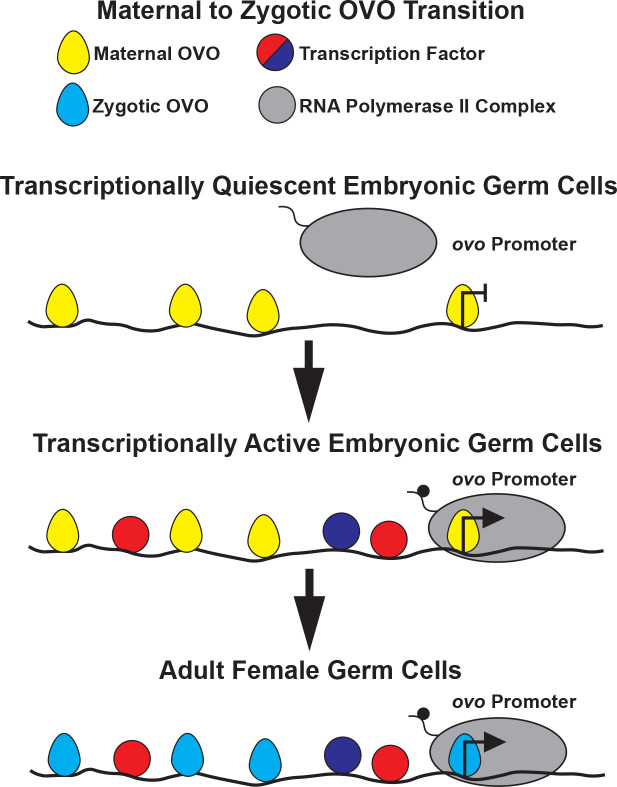 Figure 7.