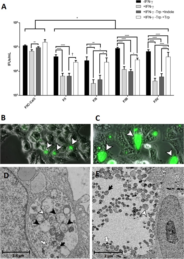 FIG 6