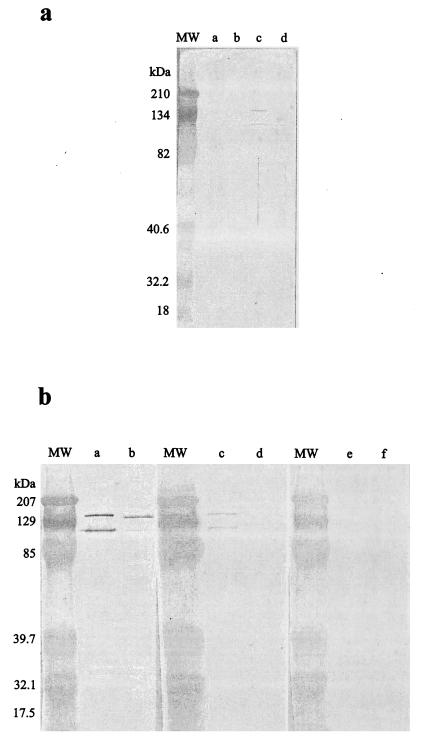 FIG.1.