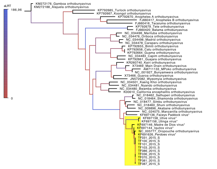 All ICTV recognized orthobunyavirus species with genomic data for the S segment were used for phylogenetic reconstruction, together with Tefé samples and other OROV-like viruses. The clade containing the Tefé samples, grouped with Oropouche orthobunyavirus, and the closed-related OROV-like viruses, is highlighted in yellow. Branches are colored according to the aLRT support.