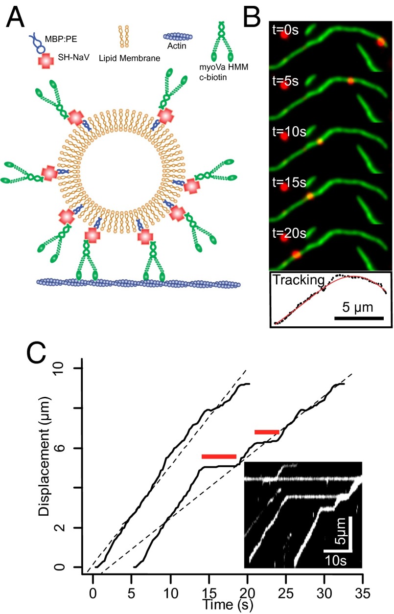 Fig. 2.